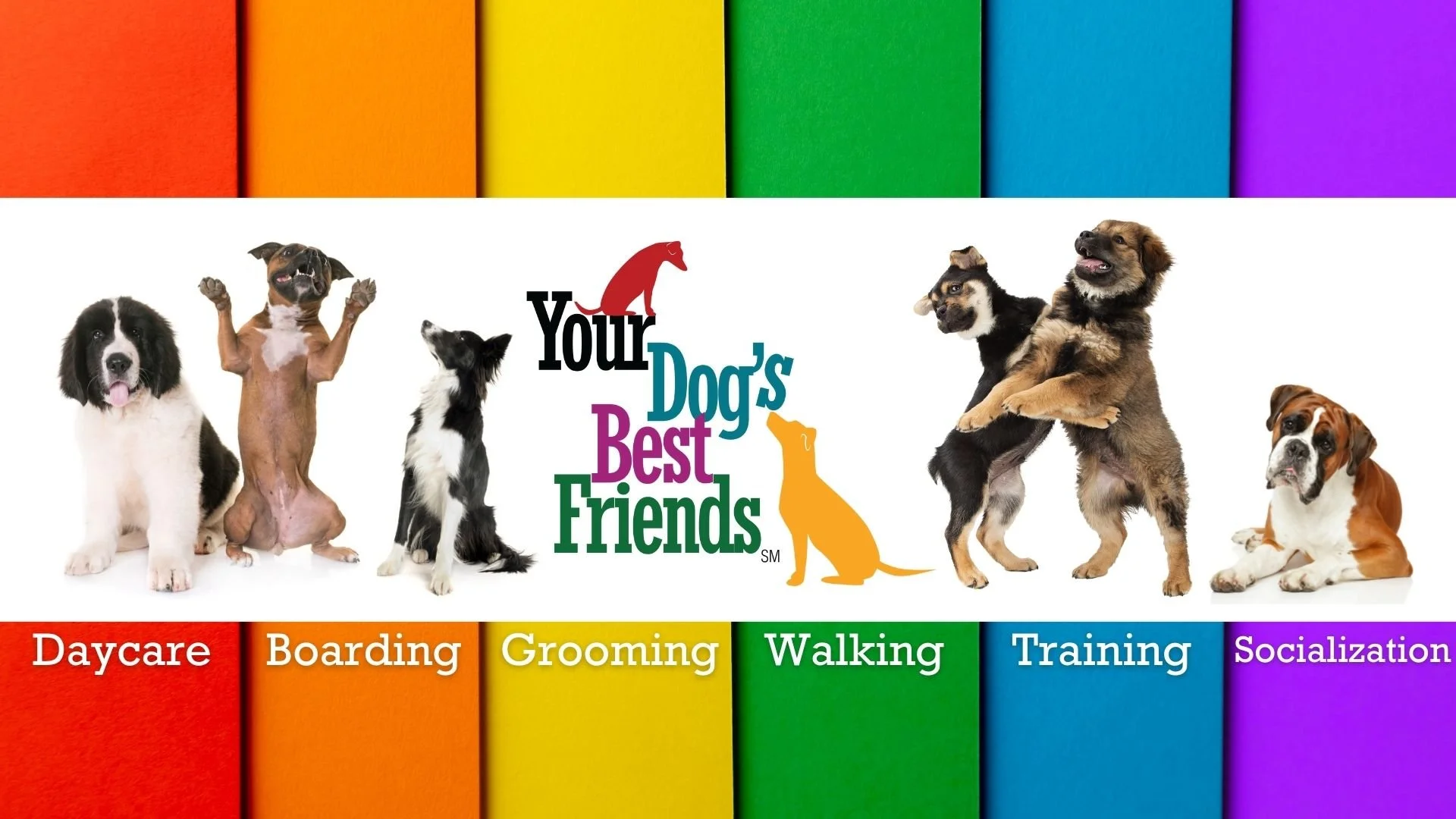 Besties doggy hot sale daycare and boarding